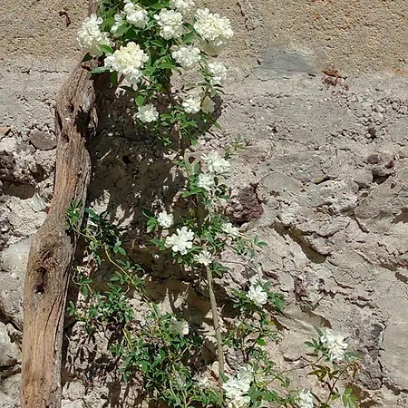 Corte Mercurio Bed and Breakfast Ugento