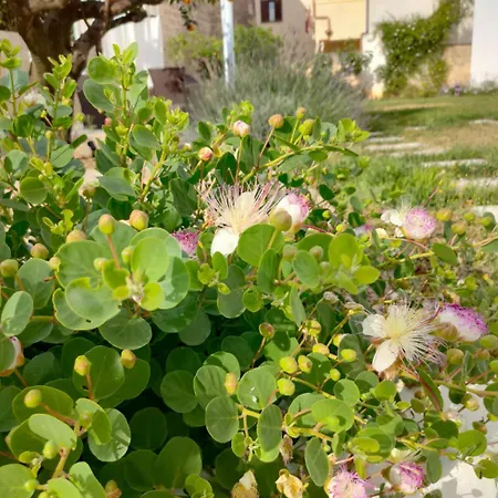 Bed & Breakfast Corte Mercurio *